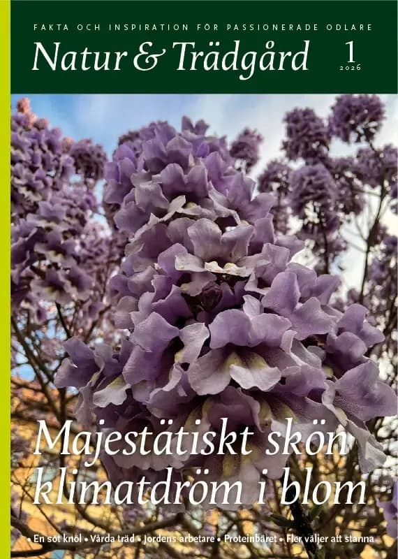 Omslag nr 1 2026